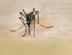 Nyamuk Migrasi dari Negara Tropis ke Belahan Bumi Utara, Ini Sebabnya