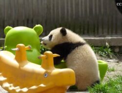 Melihat Kegemasan Dua Bayi Panda China Sibuk Bermain