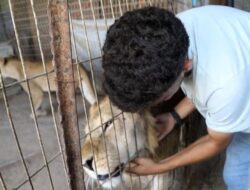 Nasib Malang Hewan dan Kebun Binatang Gaza Imbas Agresi Israel