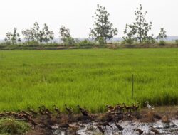 330 Ha Tanah Sitaan Pencurian Uang Negara Asabri Milik Benny Tjokro Dijadikan Sawah