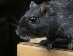 Ini 9 Trik Mengusir Tikus Secara Alami, Tak Harus Pakai Racun!