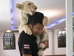 ‘Demam’ Memelihara Singa di Thailand Picu Keresahan