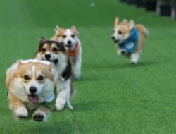 Lucunya Anjing Corgi Adu Murah di Ajang Internasional