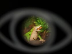 Upaya Terakhir Menyelamatkan Katak Darwin dari Ancaman Kepunahan