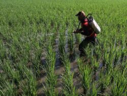 BMKG Prediksi Musim Hujan Maju, Petani Bisa Percepat Masa Tanam