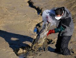 Wabah Flu Burung Menyebar di Langit Eropa