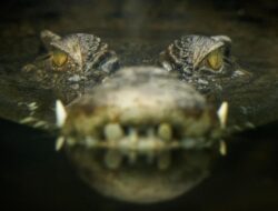 Israel Bunuh Ratusan Buaya Tepi Barat Takut Jadi Senjata ‘Teroris’