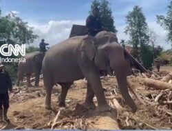 Momen Empat Gajah Bantu Bersihkan Puing-puing Kayu Bencana Banjir Aceh