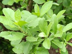 Banyak Khasiatnya, 7 Air Rebusan Daun Ini Digunakan untuk Medis Herbal