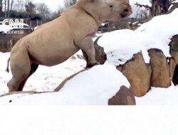 Gemasnya Badak Putih Bermain-main dengan Salju di AS