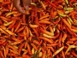 Harga Cabai Rawit Merah Tembus Rp100 Ribu usai Lebaran 2026, Mendag Ungkap Biang Keroknya