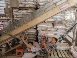 Dampak Pertempuran Iran, Harga Beras Asia Cetak Catatan Unggul Tertinggi dalam Dua Tahun