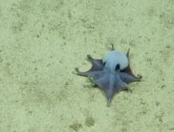 Gurita Biru Kehijauan Langka Ditemukan di Dasar Laut Galapagos