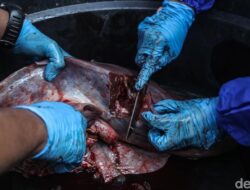 Dokter Bagikan Trik Sehat Menyantap Daging Kurban, Bebas Derita Kolesterol-Asam Urat