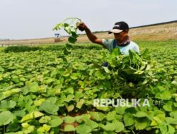 Terungkap, Tumbuhan Punya Sistem Komunikasi untuk Bertahan Saat Bumi Memanas