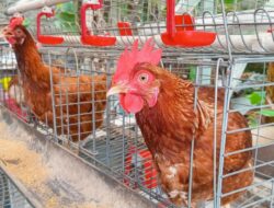 Pelihara Ayam Petelur di Rumah, Benarkah Bisa Lebih Murah? Begini Hitung-hitungannya